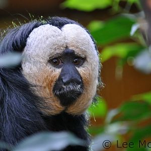 White Faced Saki Male