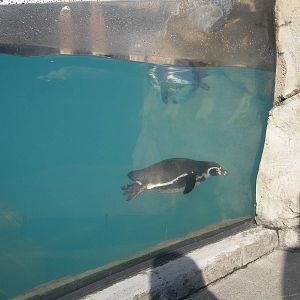 Humboldt Penguin swimming