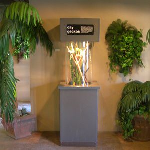 Day Gecko exhibit in Madagascar lemur building