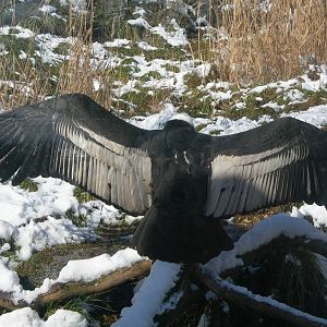 Andean Condor