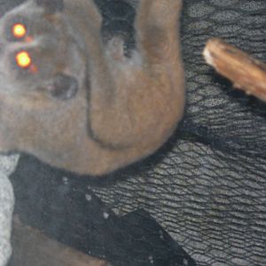 Pygmy Slow Loris