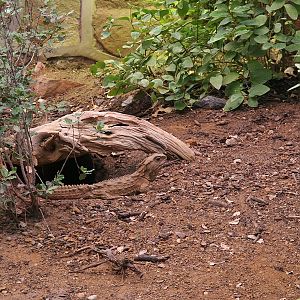 Tuatara (Sphenodon punctatus)