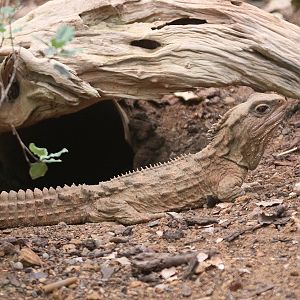 Tuatara (Sphenodon punctatus)