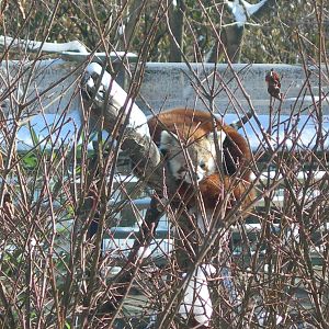 Red Panda