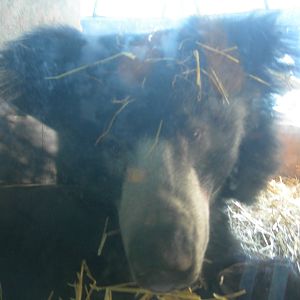 Sloth Bear Up Close & Personal