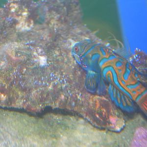 Mandarinfish
