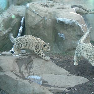 Sabu & Raj playing tag