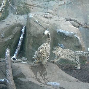 Sabu & Raj playing tag