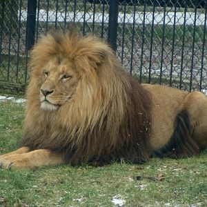 Panthera leo bleyenberghi