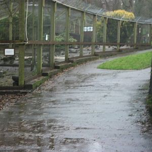 Sewerby Zoo, no winter wonderland - soggy instead 24th December 2012