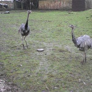 Sewerby Zoo, no winter wonderland - soggy instead 24th December 2012