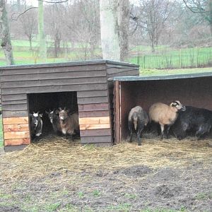 Sewerby Zoo, no winter wonderland - soggy instead 24th December 2012