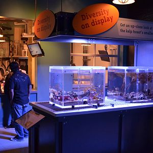 Ecosystems - Kelp Forest