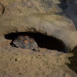 Ecosystems - Desert Tortoise