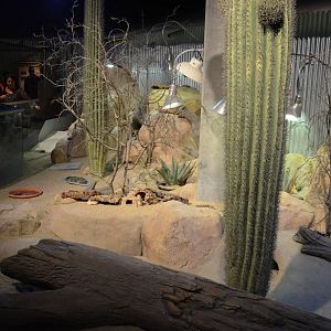 Ecosystems - Desert Habitat