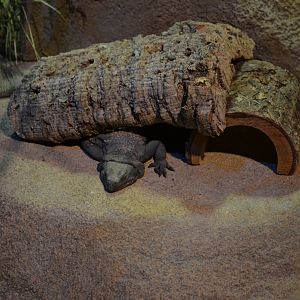 Ecosystems - Chuckwalla