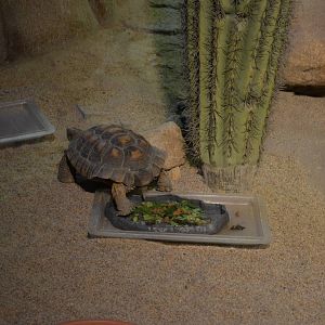 Ecosystems - Desert Tortoise