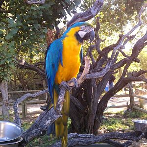 Blue and Gold Macaw