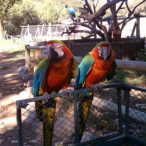 Catalina macaws