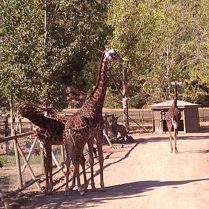 Masai Giraffe #2