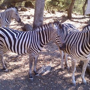 Burchell's zebra