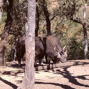 Cape Buffalo