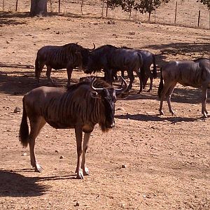 Blue Wildebeest