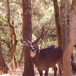 Ellipses Waterbuck
