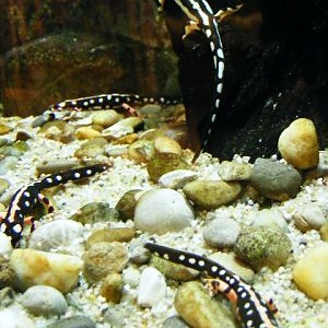 Nuernberg December 2012 - Neurergus kaiseri