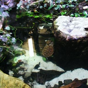 Nuernberg December 2012 - turtle pool in tapir house