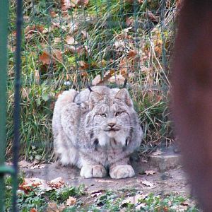 Plzen November 2012 - Canadian Lynx