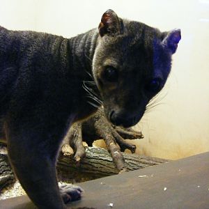 Plzen November 2012 - fossa male