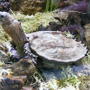 Plzen november 2012 - Geoemyda spengleri with serious adhesions