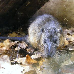 Plzen november 2012 - Hydromys chrysogaster