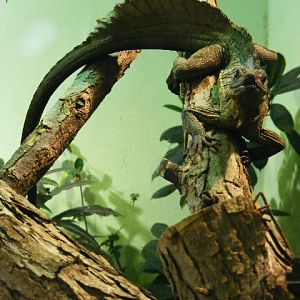 Plzen November 2012 - 1,0 Hydrosaurus amboinensis
