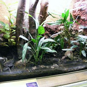 Plzen November 2012 - 1,0 Hypsilurus godeffroyi