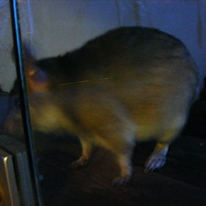 Plzen November 2012 - Malagasy jumping rat