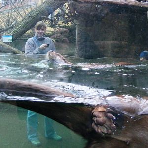 Plzen November 2012 - Europen river otter