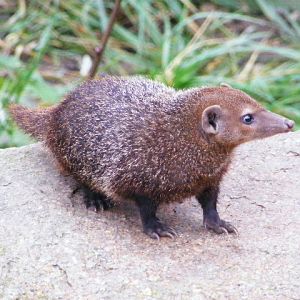 Plzen November 2012 - Crossarchus obscurus