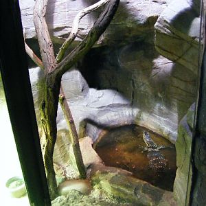 Plzen (Akva tera) November 2012 - Varanus salvator in former komodo Dragon