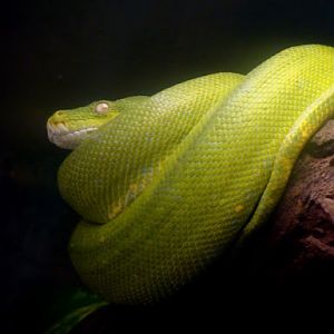 Morelia viridis