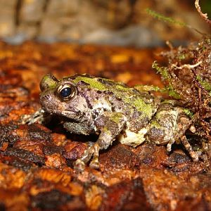 Scaphiophryne marmorata