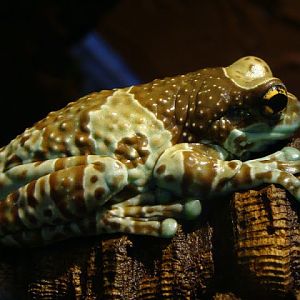 Phrynohyas resinifictrix