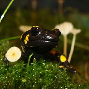 Salamandra salamandra