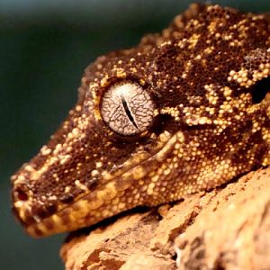 Rhacodactylus auriculatus