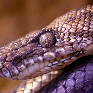 Corallus hortulanus cookii