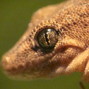 Tarentola delalandii