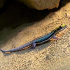 Phelsuma klemmeri