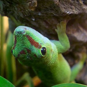 Phelsuma madagascariensis grandi