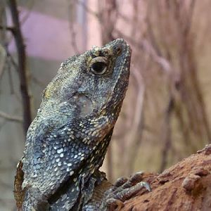 Chlamydosaurus kingii